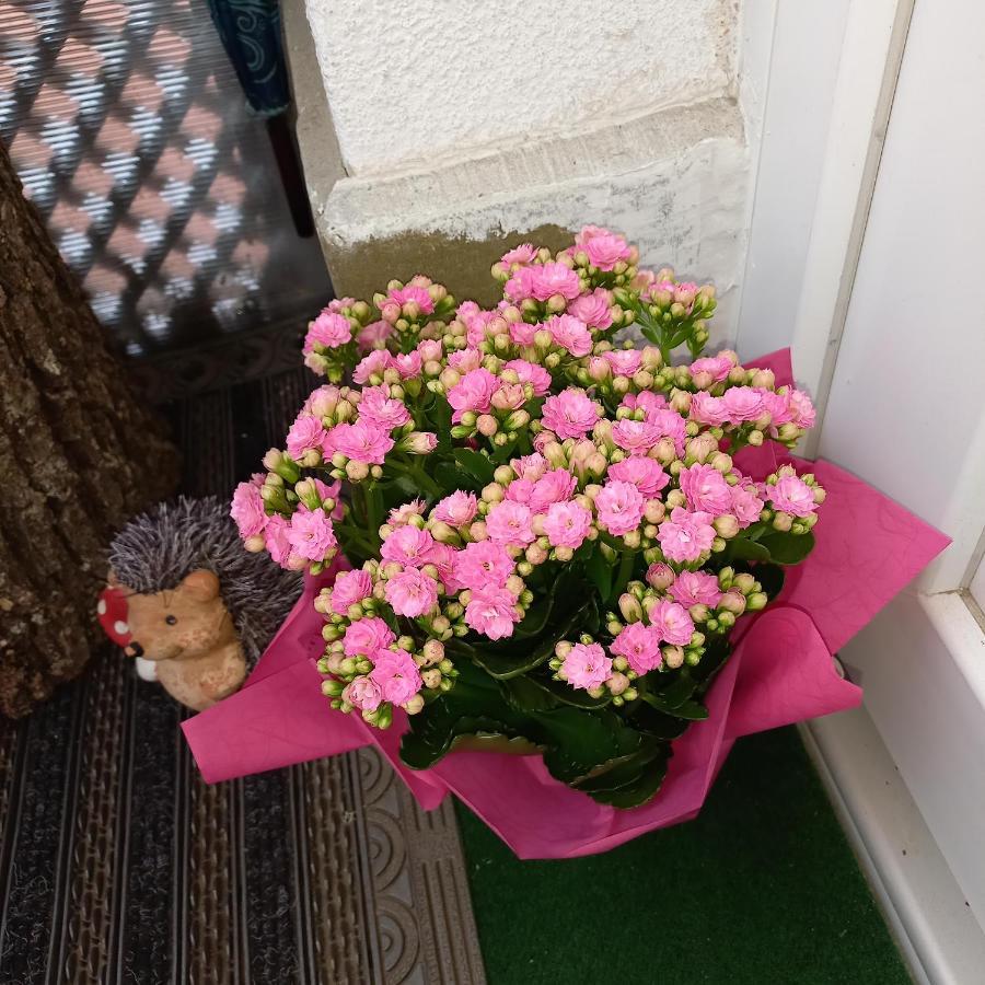 Sommerhaus Veszprém Dış mekan fotoğraf
